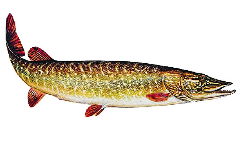 Hecht Fischen Aktuell – Anglerboard Ins