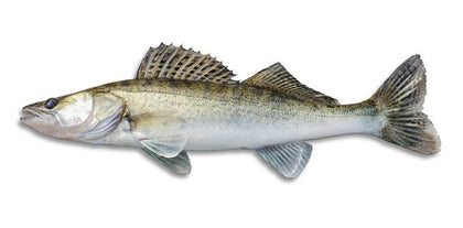 Zander fischen Aktuell