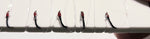ISO Felchen Gambe Farbe 079